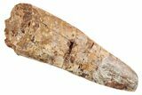 Huge, Fossil Phytosaur Tooth - New Mexico #192547-1